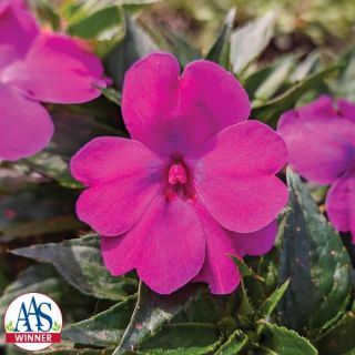 Solarscape Pink Jewel Impatiens Thumbnail